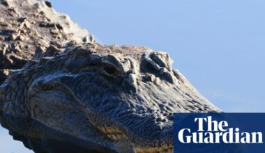 Florida paddleboarder rescues woman from alligator attack | Florida