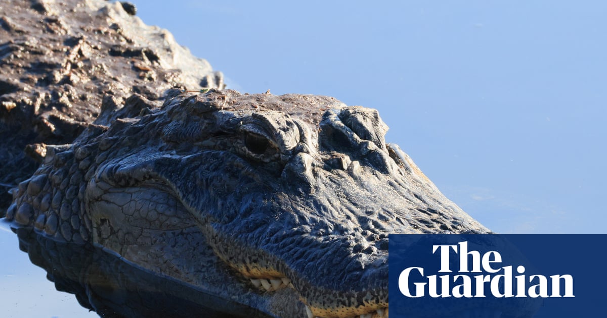 Florida paddleboarder rescues woman from alligator attack | Florida