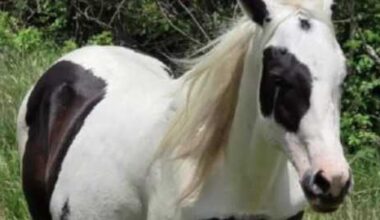 Horse reported missing after theft from pasture in Port St. Lucie