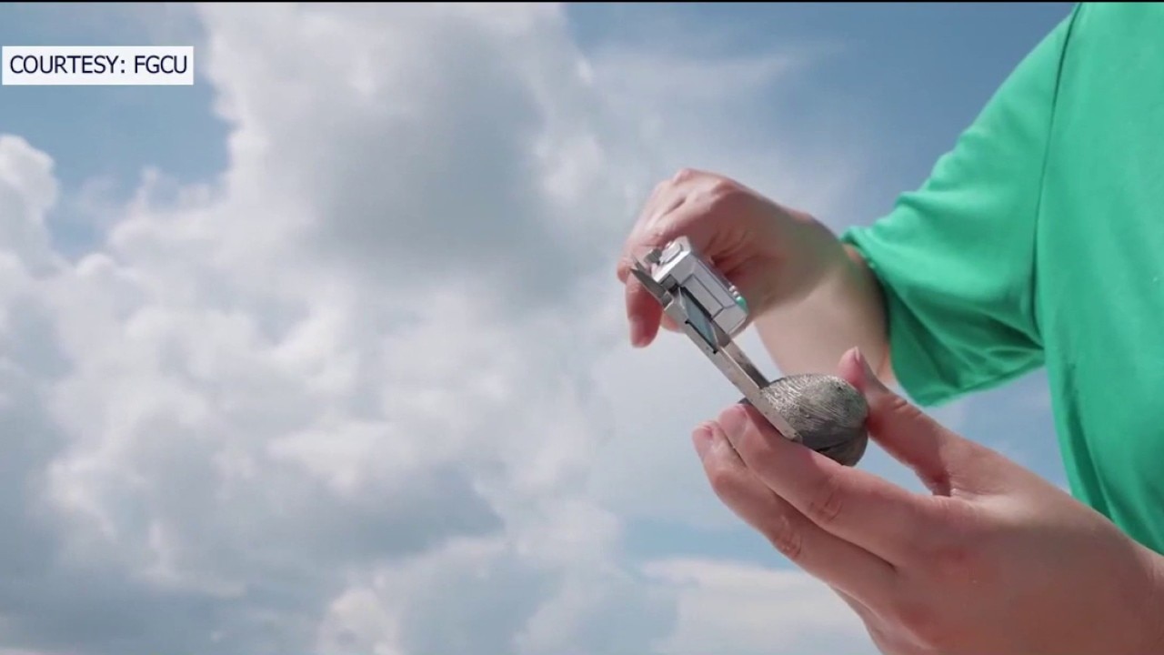 How clams and seagrass could save Florida waters