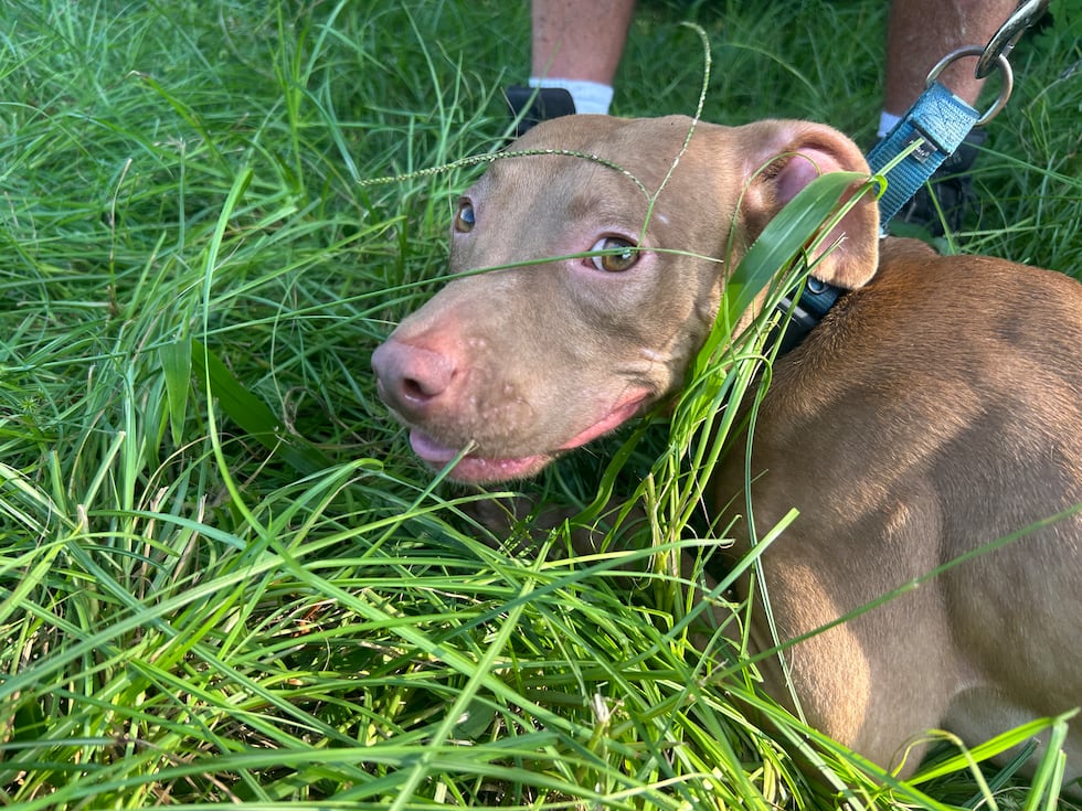 Ruby will belly crawl her way into your arms and she loves hugs & kisses!