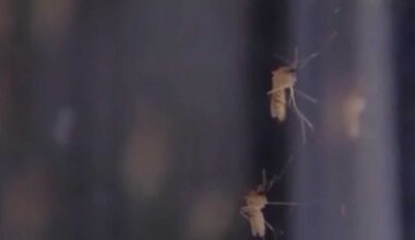 Officials warn of West Nile virus in Central Florida