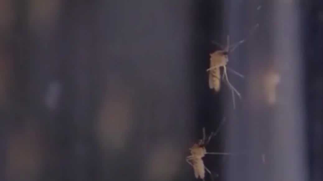 Officials warn of West Nile virus in Central Florida