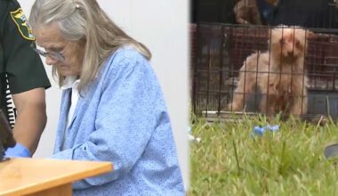 Gail Giustino pleads no contest in Martin County's worst animal hoarding case