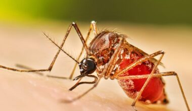 Dengue Fever reported in Tampa, Hillsborough county