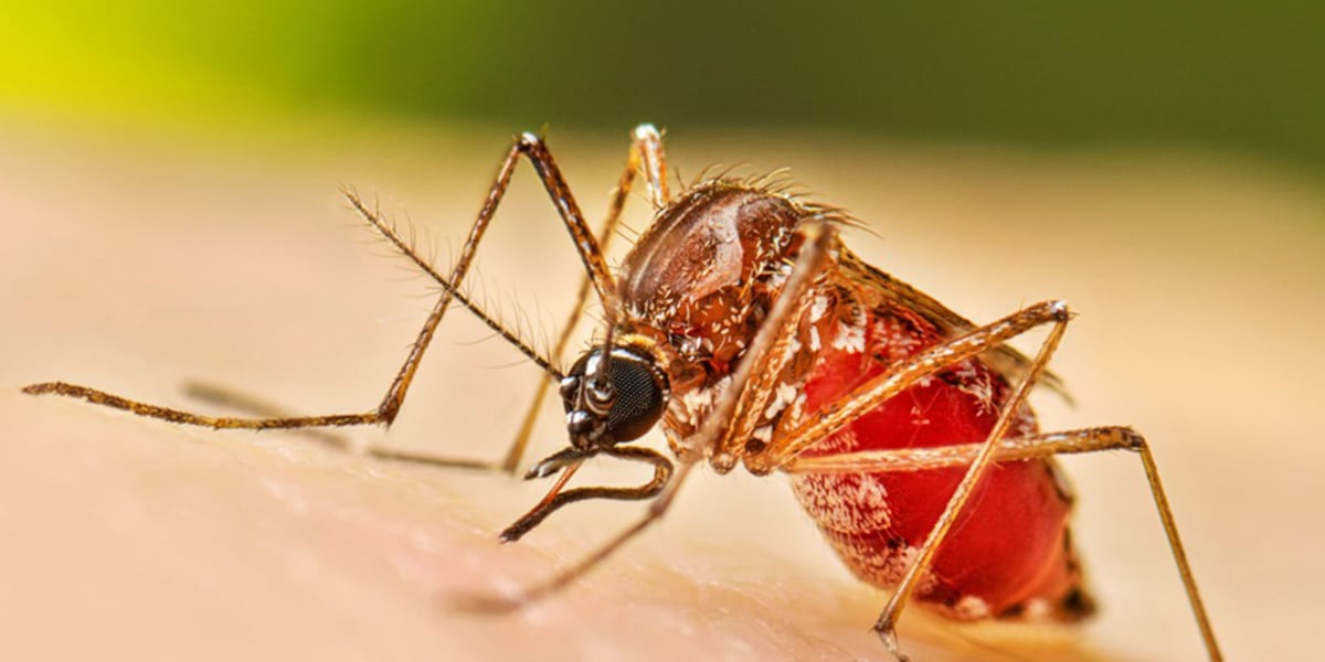 Dengue Fever reported in Tampa, Hillsborough county