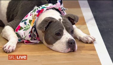Clear the Shelters: Adopt Mollie at Broward County Animal Care! – NBC 6 South Florida