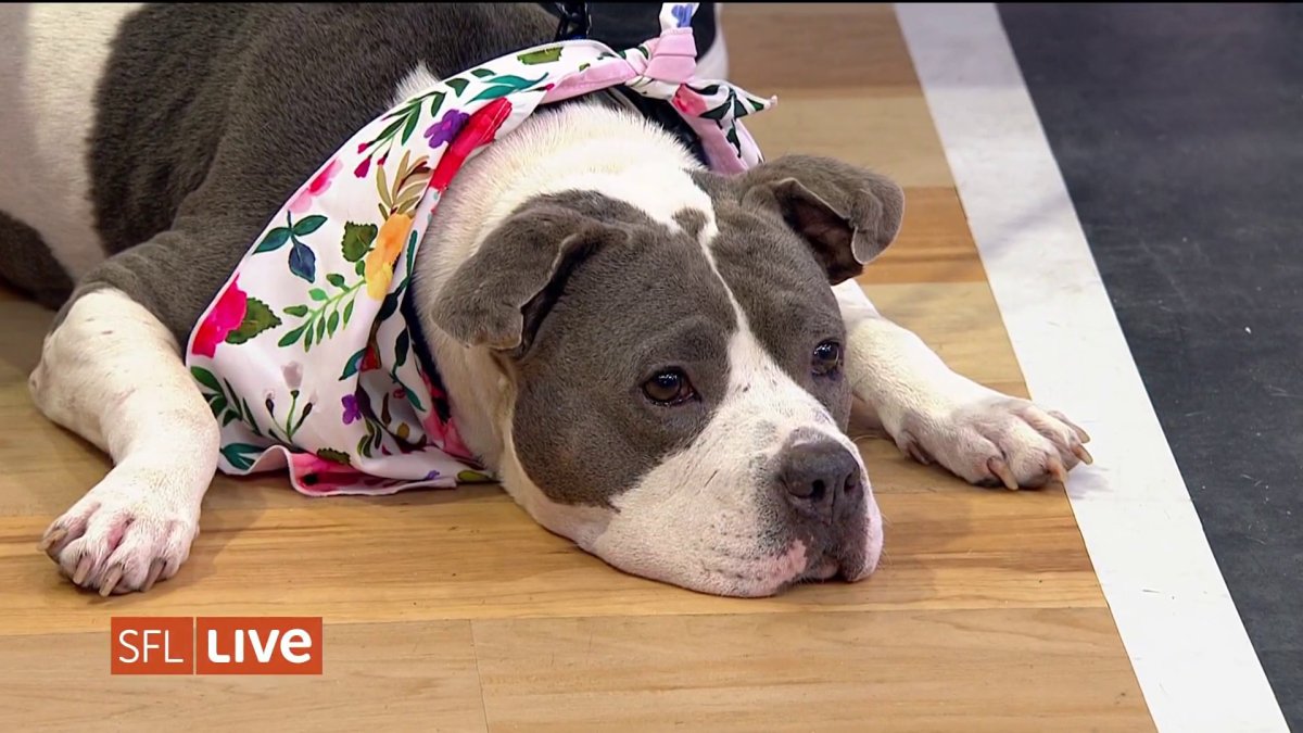 Clear the Shelters: Adopt Mollie at Broward County Animal Care! – NBC 6 South Florida