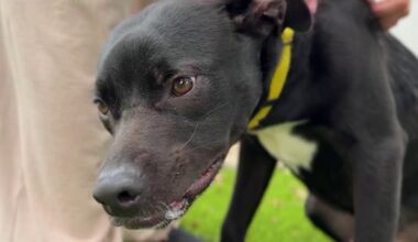 All they need is a chance: Meet two Miami dogs waiting for a forever home – NBC 6 South Florida