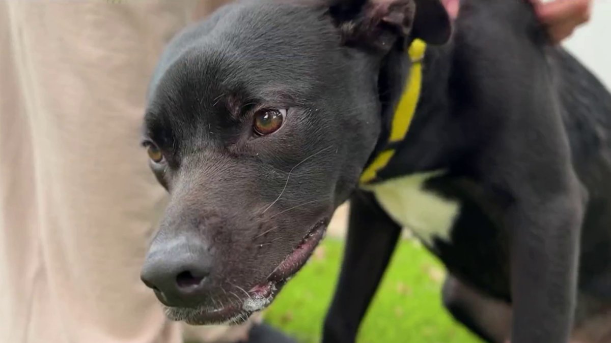 All they need is a chance: Meet two Miami dogs waiting for a forever home – NBC 6 South Florida