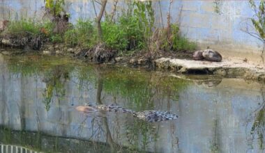 nDog killed in reported crocodile attack in South Miami, police say – NBC 6 South Florida