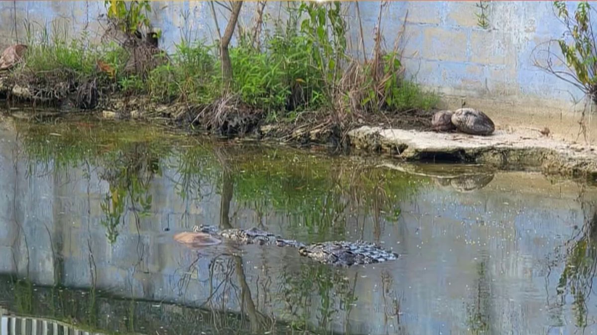 nDog killed in reported crocodile attack in South Miami, police say – NBC 6 South Florida