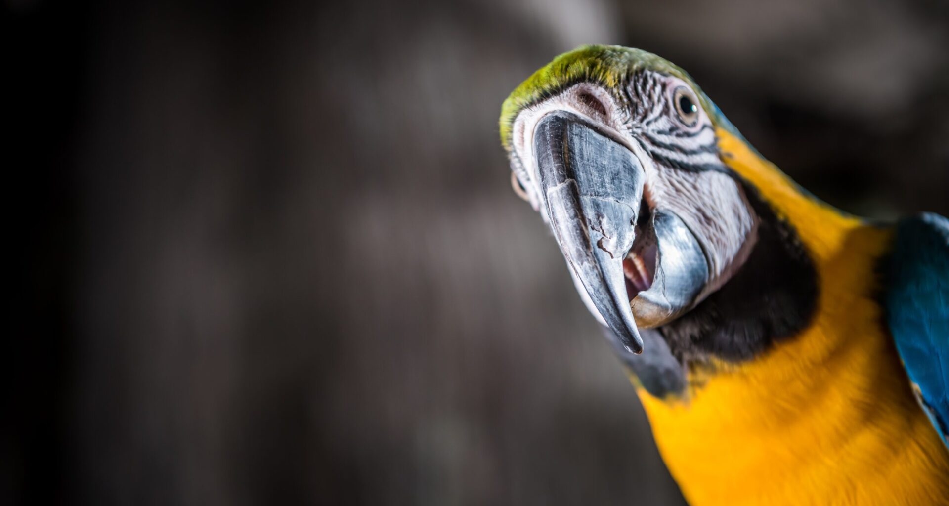 Meet Captain the Macaw and so many more animals at Orlando Science Center