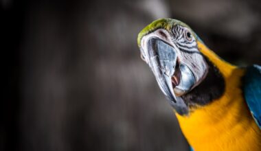 Meet Captain the Macaw and so many more animals at Orlando Science Center
