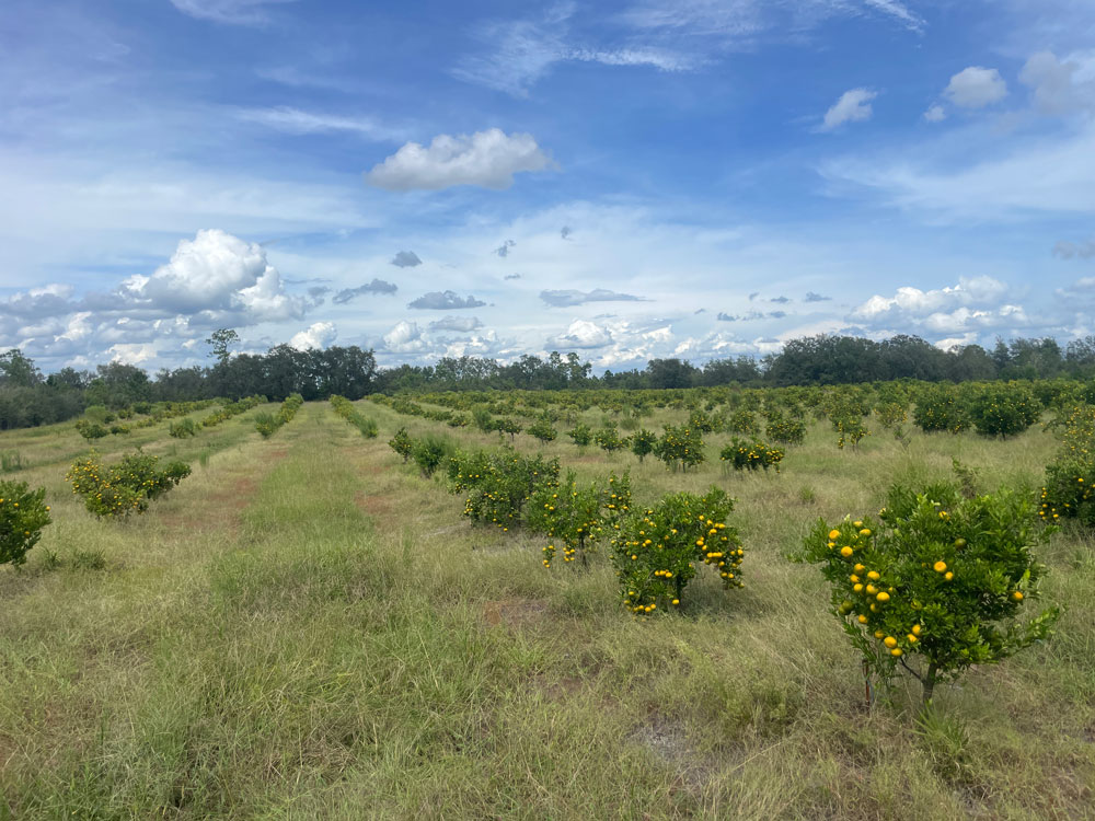 A grove of young citrus trees under a blue sky dotted with white clouds