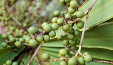 Can you pick palmetto berries in Florida? Here’s what the law says