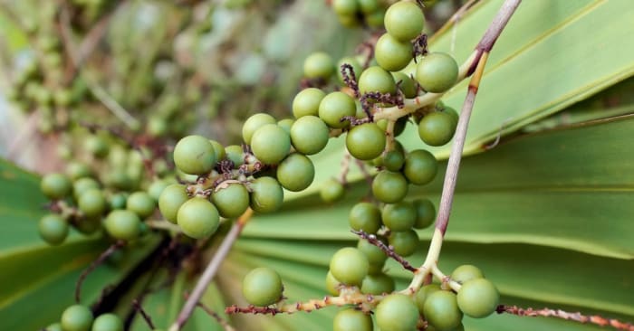 Can you pick palmetto berries in Florida? Here’s what the law says