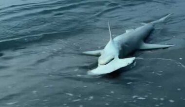 Sharks caught on video off shore in St. Lucie County, Jupiter