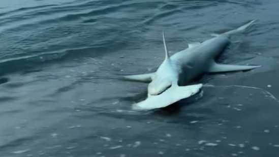 Sharks caught on video off shore in St. Lucie County, Jupiter