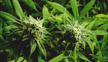 Georgia Seizes 900 Pounds of Marijuana Bound for Orlando | NewsRadio WFLA