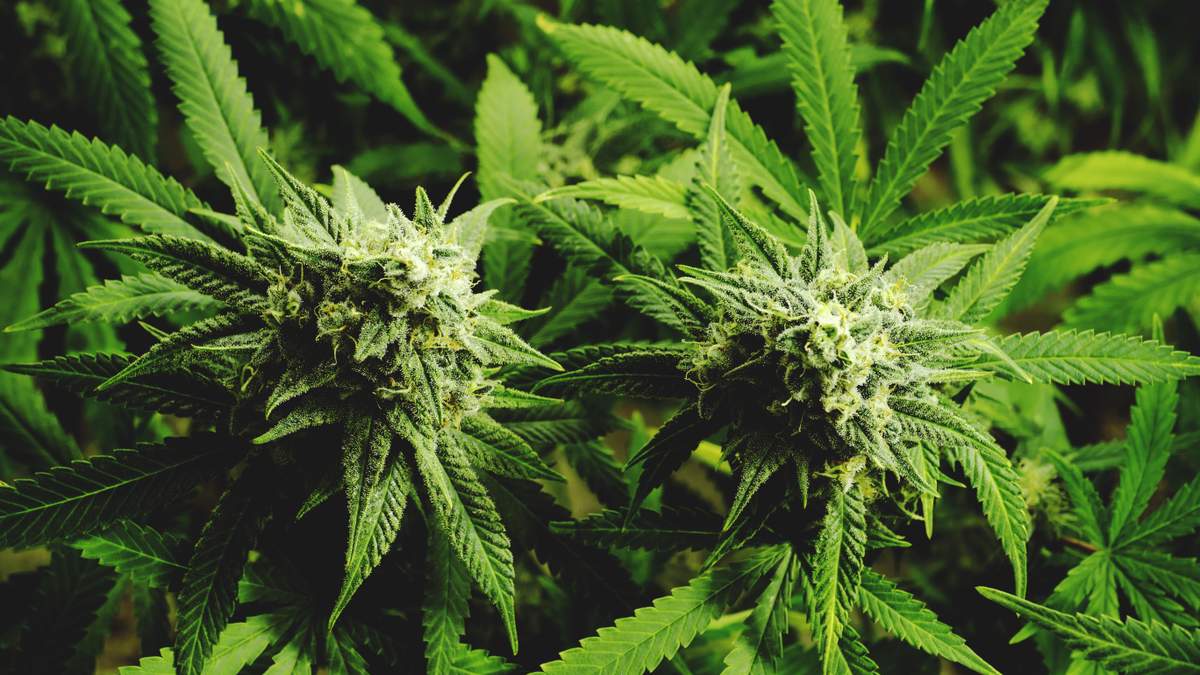 Georgia Seizes 900 Pounds of Marijuana Bound for Orlando | NewsRadio WFLA