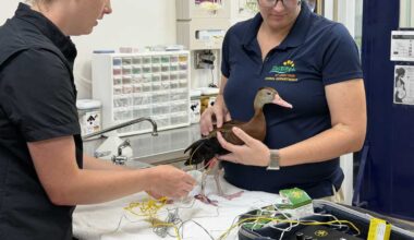 ZooTampa animals find relief through acupuncture