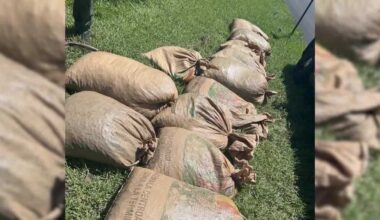 3 accused of illegal palmetto berry harvesting in St. James City