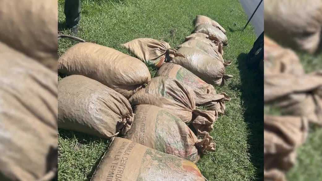 3 accused of illegal palmetto berry harvesting in St. James City