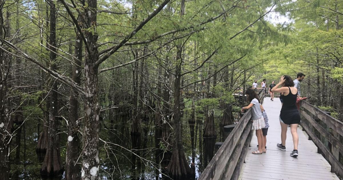 Six Mile Cypress Slough Preserve boardwalk to temporarily close for repairs | Lee County