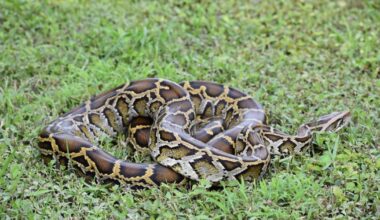 'ESTABLISHED' Charlotte County has Burmese pythons | Waterline