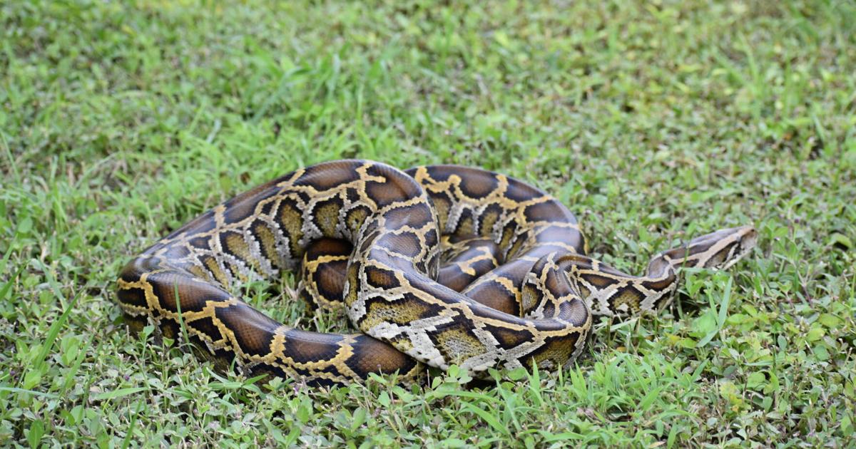 'ESTABLISHED' Charlotte County has Burmese pythons | Waterline