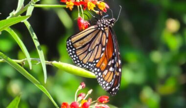 WATERLINE: Pollinators BioBlitz slated | Waterline