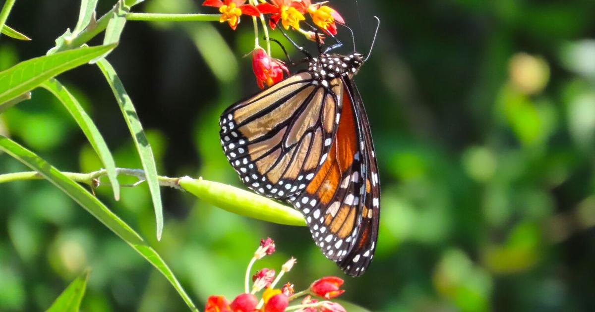 WATERLINE: Pollinators BioBlitz slated | Waterline