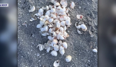 Record 1,178 sea turtle nests on Sanibel and Captiva face big threats | Lee County