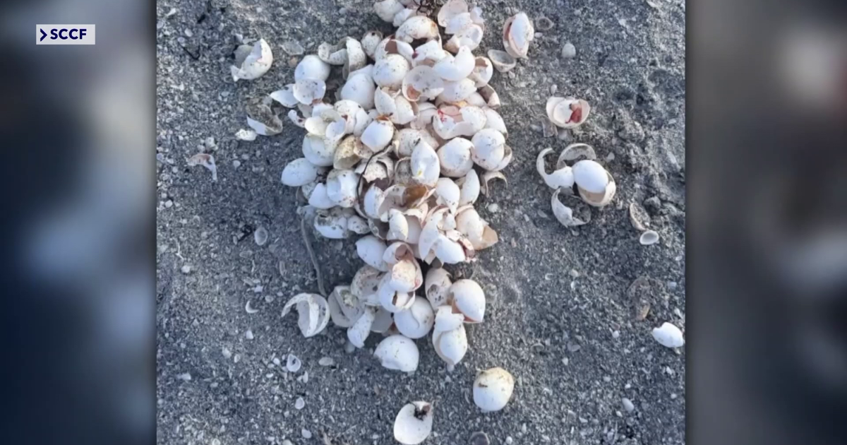 Record 1,178 sea turtle nests on Sanibel and Captiva face big threats | Lee County