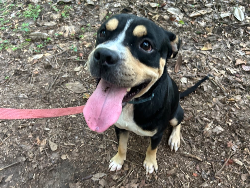 Bill is showing off  his fancy and expressive eyebrows!