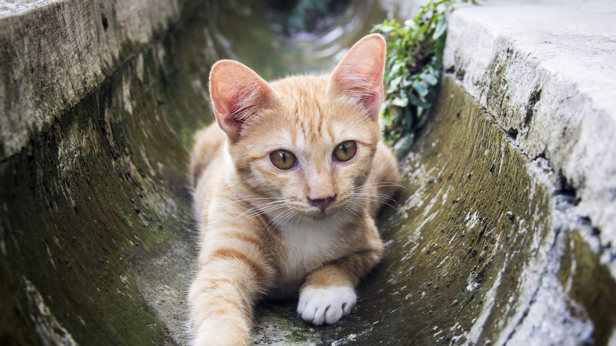 Florida Firefighters Rescue Cat After Fall From Cape Coral Bridge | NewsRadio WFLA