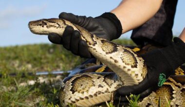 'ESTABLISHED' Charlotte County has Burmese pythons | Port Charlotte News