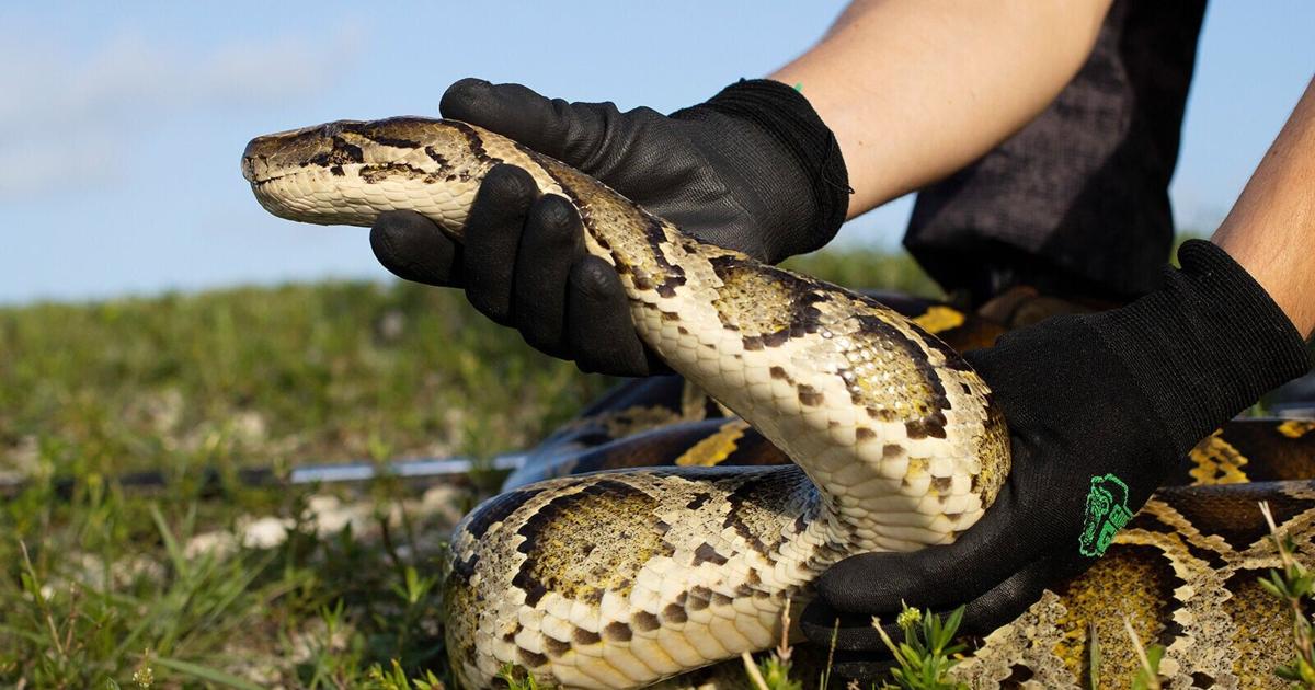 'ESTABLISHED' Charlotte County has Burmese pythons | Port Charlotte News