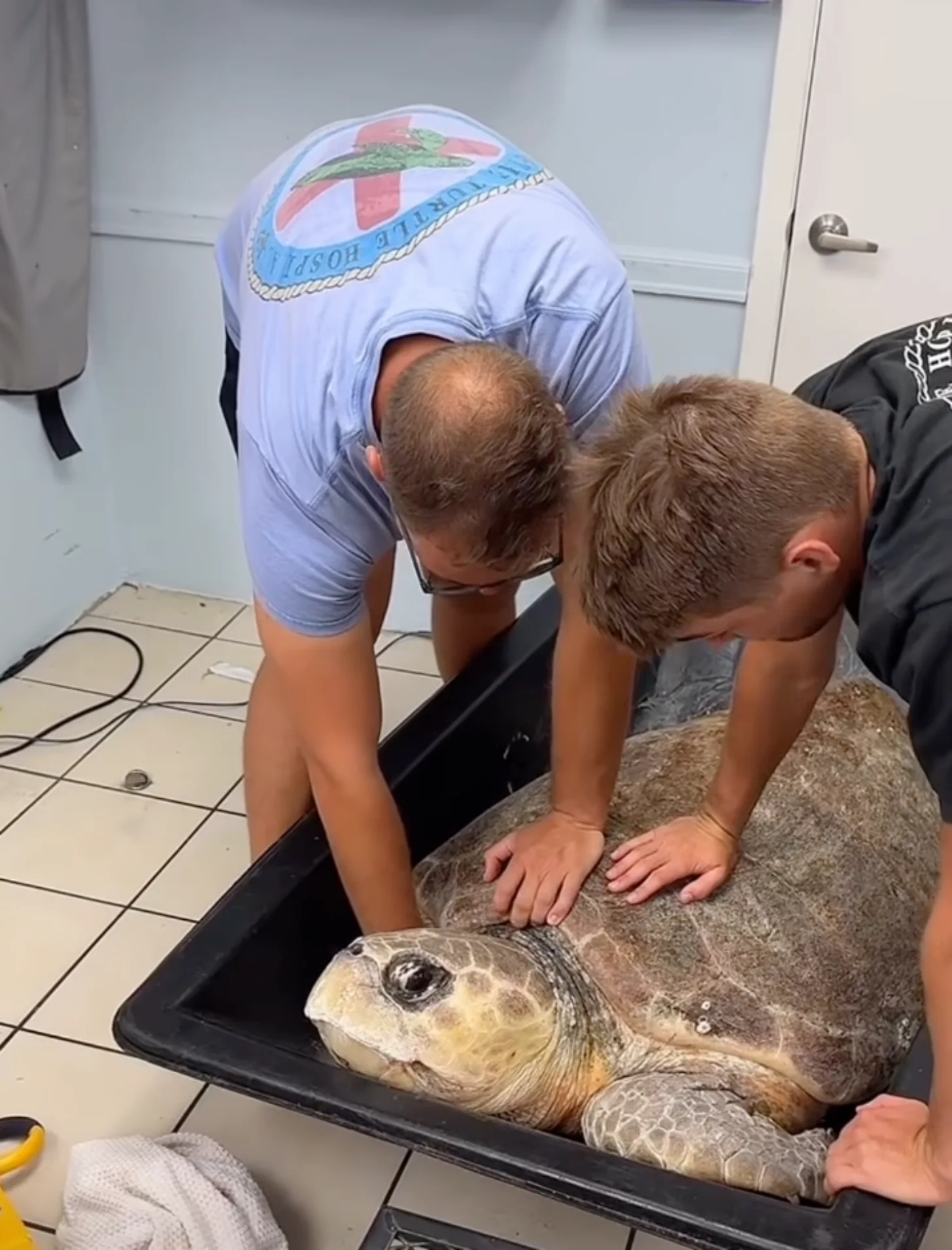 Two men hold a large sea turtle in a black bin during a veterinary exam. 
