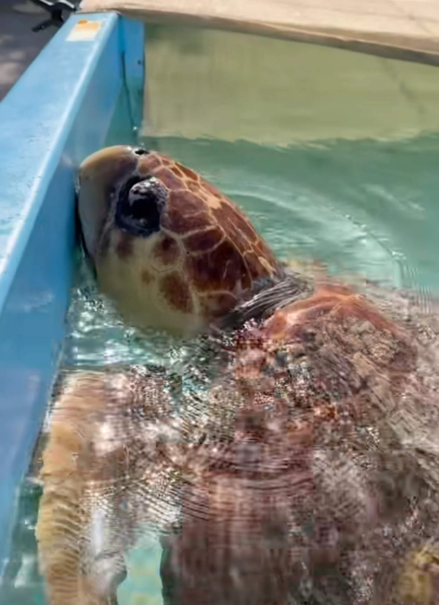 A sea turtle surfaces in shallow water next to a tank edge, its head and shell visible above the waterline.