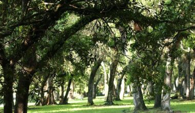 Miami-Dade receives $150,000 grant for tree canopy | Miami
