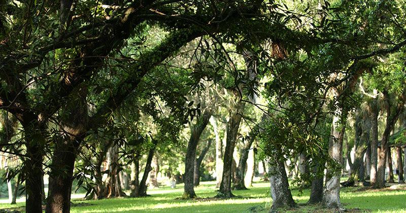 Miami-Dade receives $150,000 grant for tree canopy | Miami