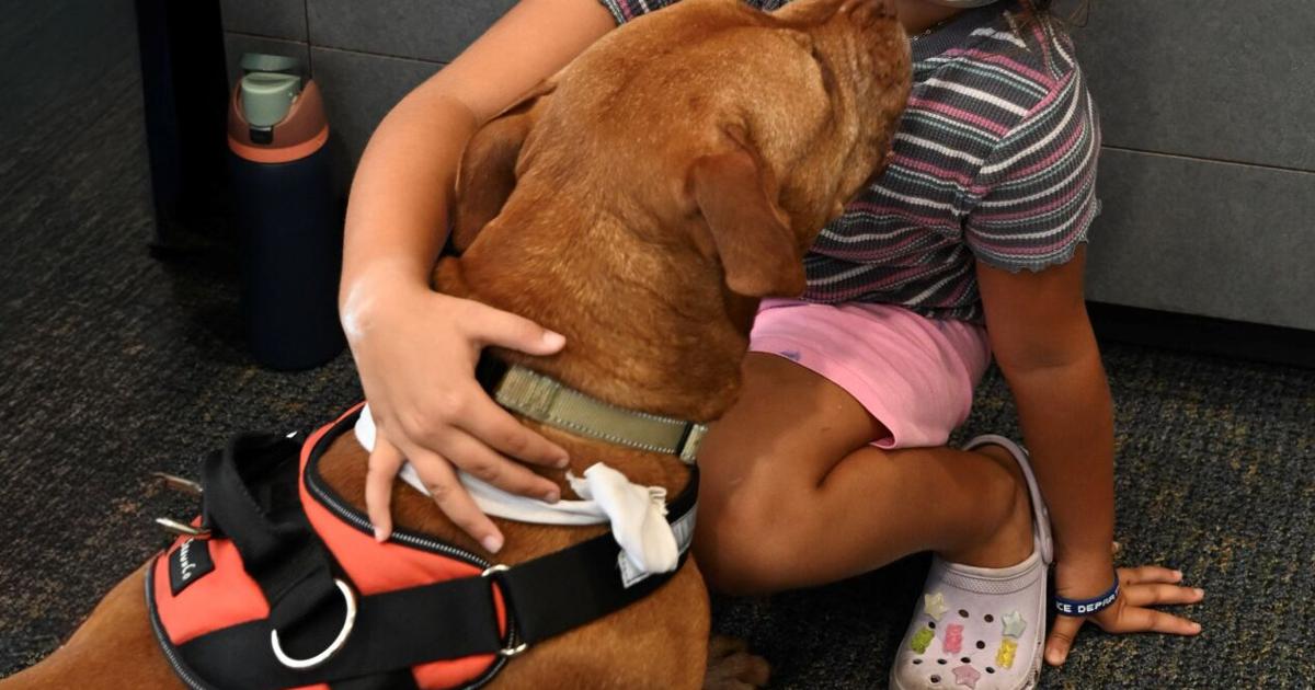 Four cats find homes through Sunrise Ford community event | St. Lucie County