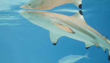 County tables controversial saltwater fishing amendment | Martin County