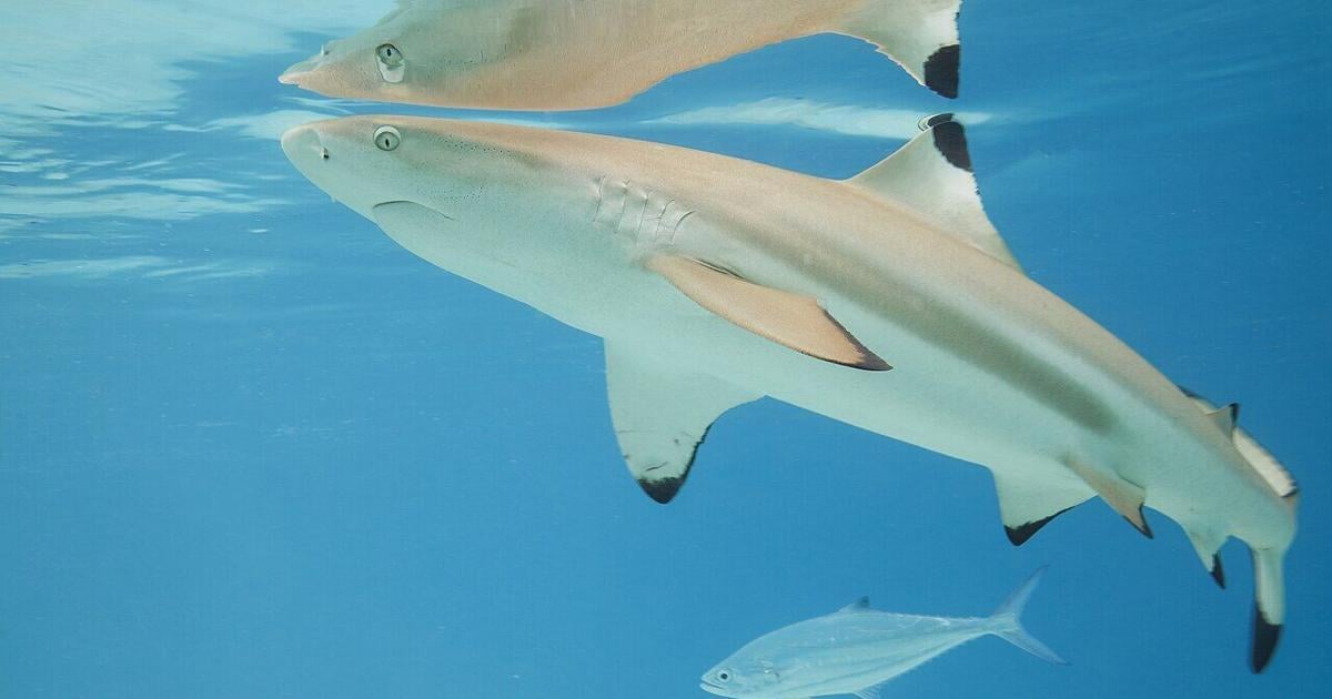 County tables controversial saltwater fishing amendment | Martin County