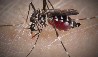 Lee County on alert as dengue season ramps up in Florida | Lee County