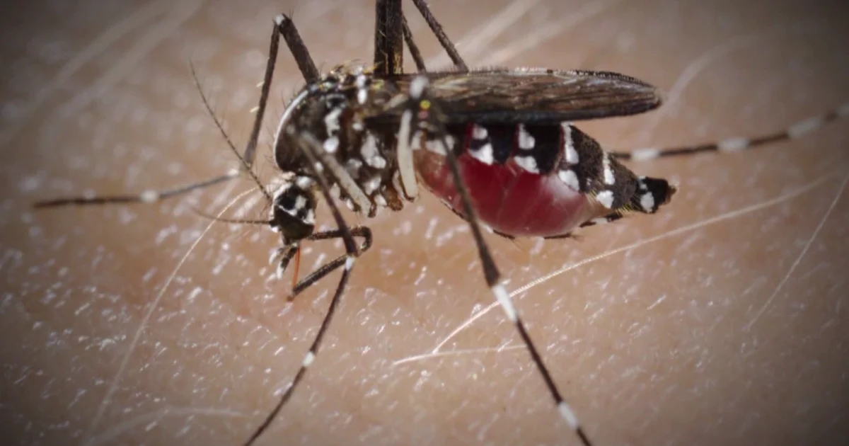 Lee County on alert as dengue season ramps up in Florida | Lee County