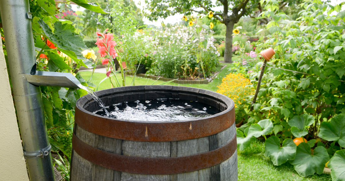 Key Biscayne Rain Barrel Project the topic of upcoming Lunch & Learn | Key Biscayne