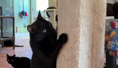 Over 100 cats need homes at Babcock Ranch's The Cat Ranch sanctuary | Charlotte County